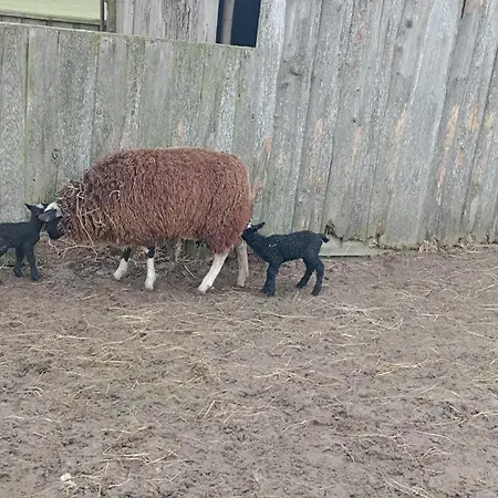 Ostseebauernhof Schoenhagen Appartamento *