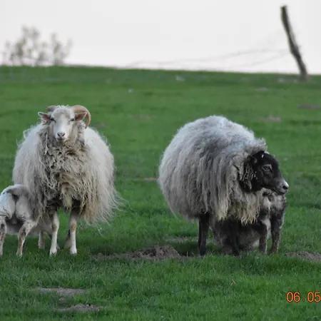 Ostseebauernhof Schoenhagen Brodersby (Schwansen)