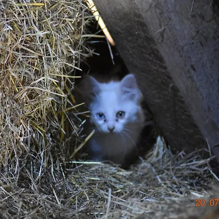 Appartamento Ostseebauernhof Schoenhagen *